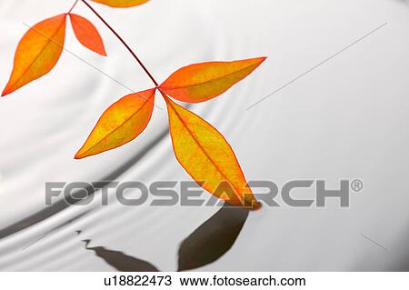 Stock Image - Nunn teng leaves touching water. Fotosearch