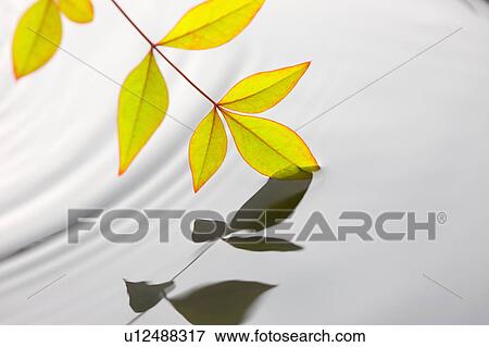 Stock Photo - Nunn teng leaves touching water. Fotosearch