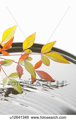 Stock Photo - Nunn teng leaves touching water. Fotosearch