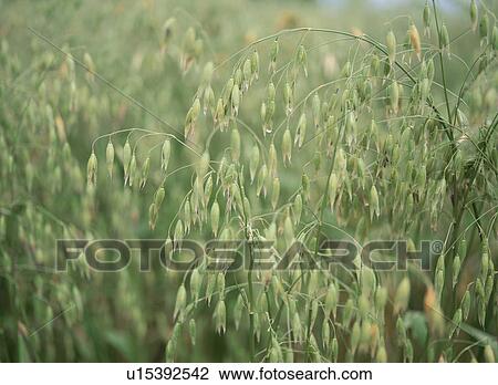 Stock Image - Oat, Hokkaido Prefecture, Japan. Fotosearch