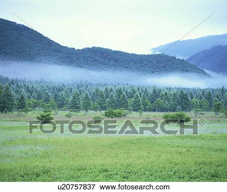 Odashirogahara plateau, Nikko City, Tochigi Prefecture, Honshu, Japan View Large Photo Image Stock Photo - Odashirogahara plateau, Nikko City, Tochigi Prefecture, Honshu, Japan. Fotosearch