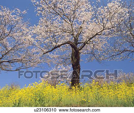 Stock Image - Oilseed rape and flowering cherry trees, Sakura, Tochigi Prefecture, Japan. Fotosearch