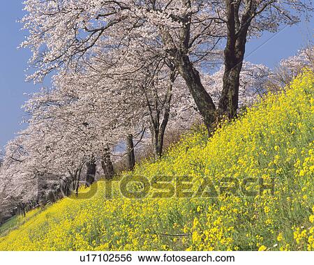 Oilseed rape and flowering cherry trees, Sakura, Tochigi Prefecture, Japan View Large Photo Image Stock Photograph - Oilseed rape and flowering cherry trees, Sakura, Tochigi Prefecture, Japan. Fotosearch