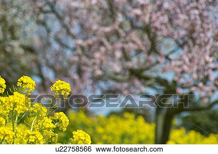 Stock Photograph - Oilseed rape blossoms and cherry trees, Mitsu-machi, Hyogo Prefecture, Japan. Fotosearch