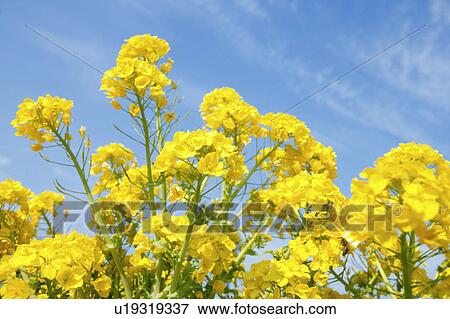 Oilseed rape flowers View Large Photo Image Stock Photo - Oilseed rape flowers. Fotosearch