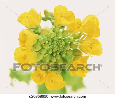 Oilseed Rape View Large Photo Image Stock Image - Oilseed Rape. Fotosearch