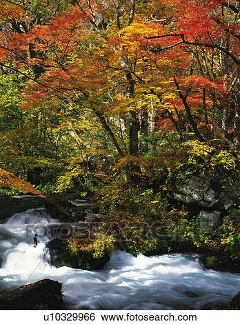 Oirase river in Autumn, Towada, Aomori Prefecture, Japan View Large Photo Image Stock Photograph - Oirase river in Autumn, Towada, Aomori Prefecture, Japan. Fotosearch