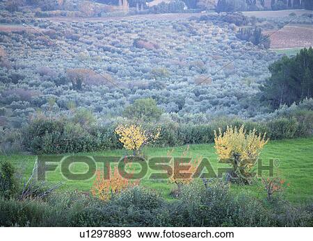 Olive farm, Provence, France View Large Photo Image Stock Image - Olive farm, Provence, France. Fotosearch