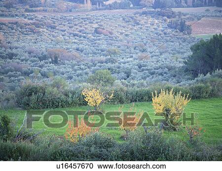 Stock Image - Olive trees. France. Fotosearch