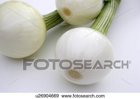 Stock Photo - Onions. Fotosearch