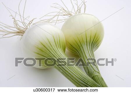 Stock Photo - Onions. Fotosearch