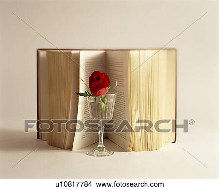 Open book and a rose in a crystal glass View Large Photo Image Picture - Open book and a rose in a crystal glass. Fotosearch