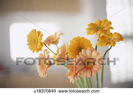 Orange and peach gerberas View Large Photo Image Stock Photo - Orange and peach gerberas. Fotosearch