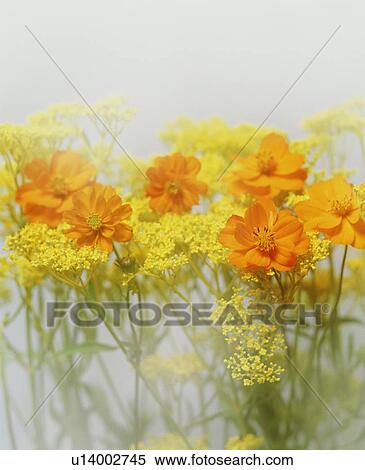 Orange and yellow flowers View Large Photo Image Stock Photography - Orange and yellow flowers. Fotosearch
