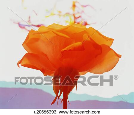 Orange Flower View Large Photo Image Stock Image - Orange Flower. Fotosearch