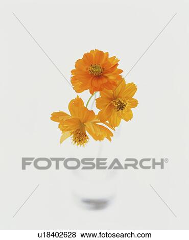Stock Photo - Orange Flowers. Fotosearch