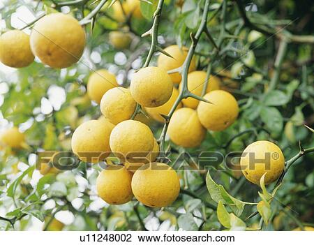 Stock Image - Orange tree. Fotosearch