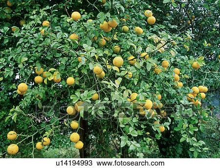 Stock Image - Orange tree. Fotosearch