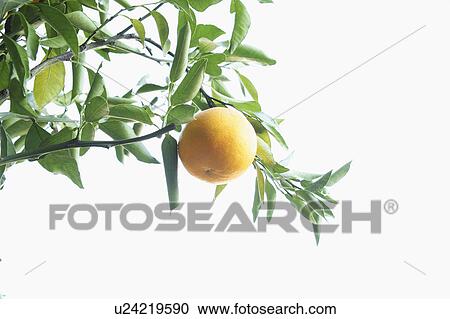 Orange tree View Large Photo Image Stock Image - Orange tree. Fotosearch
