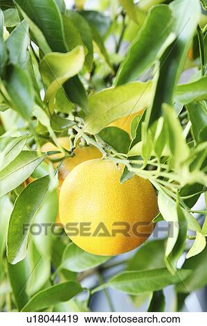 Orange tree View Large Photo Image Stock Photo - Orange tree. Fotosearch