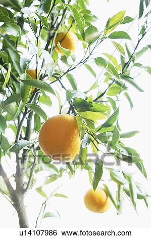 Stock Photograph - Orange tree. Fotosearch