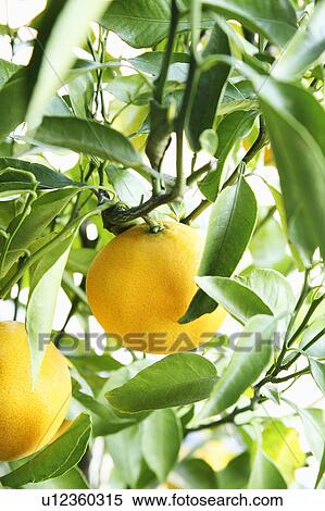 Orange tree View Large Photo Image Stock Photography - Orange tree. Fotosearch