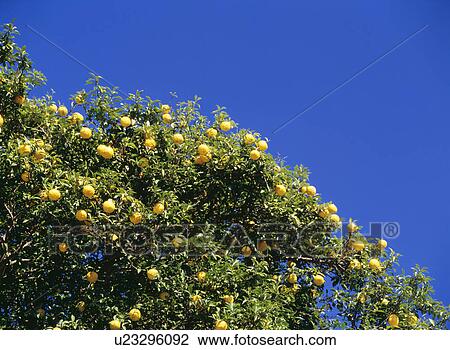 Oranges on tree, Yaita, Tochigi Prefecture, Japan View Large Photo Image Stock Image - Oranges on tree, Yaita, Tochigi Prefecture, Japan. Fotosearch