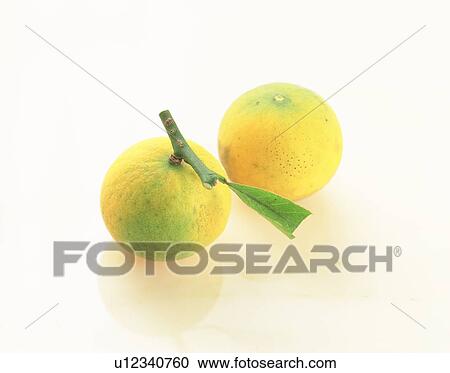 Stock Image - Oranges. Fotosearch