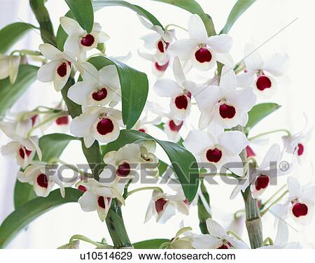 Stock Photo - Orchid (Dendrobium). Fotosearch