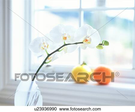 Orchid in vase by the window and oranges View Large Photo Image Stock Image - Orchid in vase by the window and oranges. Fotosearch