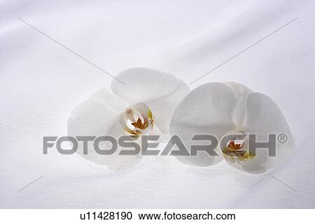 Stock Image - Orchids. Fotosearch