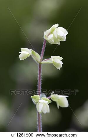 Stock Image - Oregano growing. Tochigi Prefecture, Japan. Fotosearch