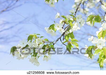Stock Photo - Oshima cherry tree. Fotosearch