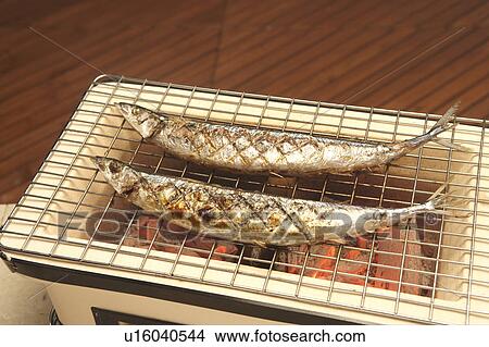 Pacific saury grilling on a charcoal brazier View Large Photo Image Picture - Pacific saury grilling on a charcoal brazier. Fotosearch