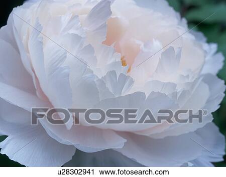 Pale pink peony, Tochigi Prefecture, Japan View Large Photo Image Stock Image - Pale pink peony, Tochigi Prefecture, Japan. Fotosearch