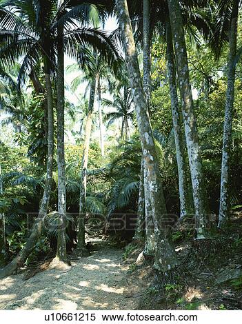 Stock Photography - Palm trees, Maibara, Ishigaki Island, Okinawa Prefecture, Japan. Fotosearch