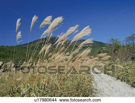 Picture - Pampas grass on the side of a dirt road, Shioya-machi, Tochigi Prefecture, Japan. Fotosearch