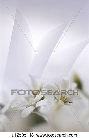 Stock Photo - Paper and white flowers. Fotosearch