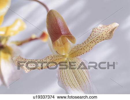 Paphiopedilums orchid View Large Photo Image Picture - Paphiopedilums orchid. Fotosearch