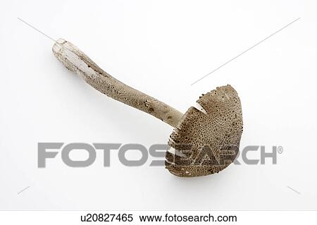 Parasol mushroom View Large Photo Image Stock Photography - Parasol mushroom. Fotosearch