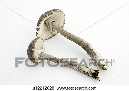 Stock Photo - Parasol mushrooms. Fotosearch