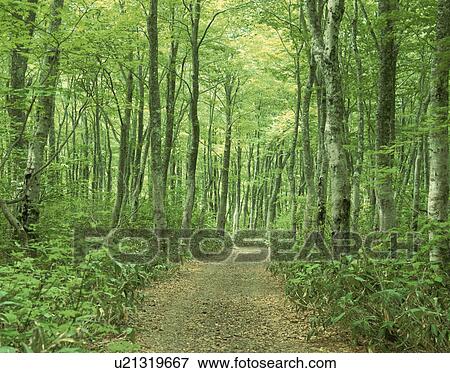 Stock Photo - Path through a beech forest. Hakkouda, Aomori, Aomori Prefecture, Japan. Fotosearch