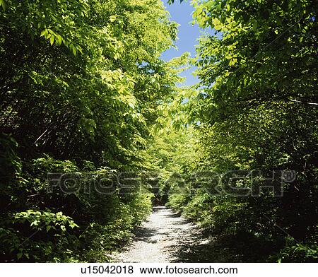 Path through a forest. Shioya-machi, Tochigi Prefecture, Japan View Large Photo Image Stock Photo - Path through a forest. Shioya-machi, Tochigi Prefecture, Japan. Fotosearch