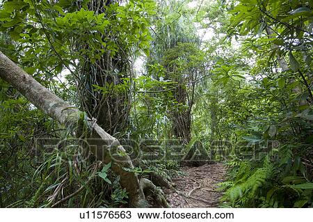 Stock Image - Path to Maruido fall, Iriomote Island, Okinawa Prefecture, Japan. Fotosearch