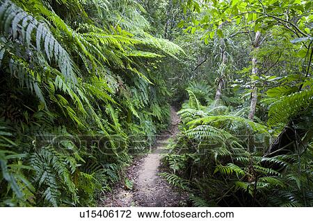 Path to Maruido fall, Iriomote Island, Okinawa Prefecture, Japan View Large Photo Image Stock Image - Path to Maruido fall, Iriomote Island, Okinawa Prefecture, Japan. Fotosearch