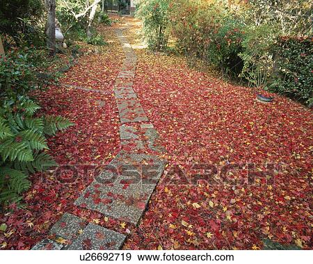 Stock Photo - Path with fallen autumn leaves. Jikishi-an, Kyoto, Japan. Fotosearch
