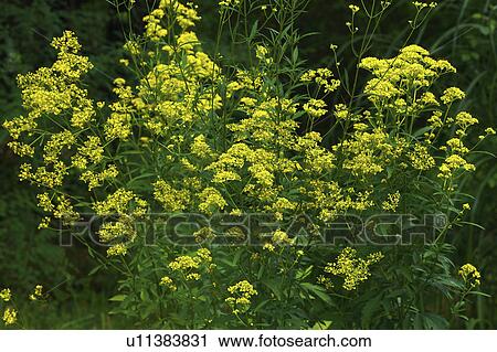 Stock Image - Patrinia scabiosaefolia. Fotosearch