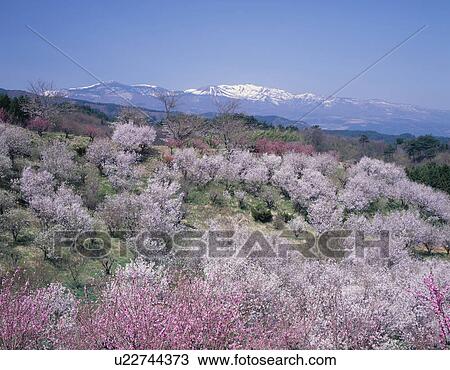 Stock Image - Peach and cherry blossoms in front of Agatsuma mountain range, Fukushima Prefecture, Japan. Fotosearch
