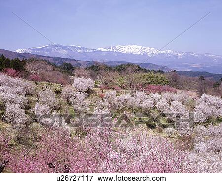 Stock Photo - Peach and cherry blossoms in front of Agatsuma mountain range, Fukushima Prefecture, Japan. Fotosearch