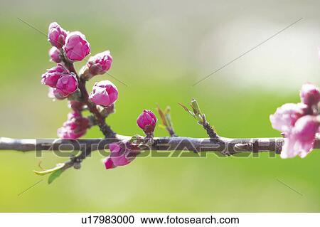 Stock Image - Peach blossom buds. Fotosearch